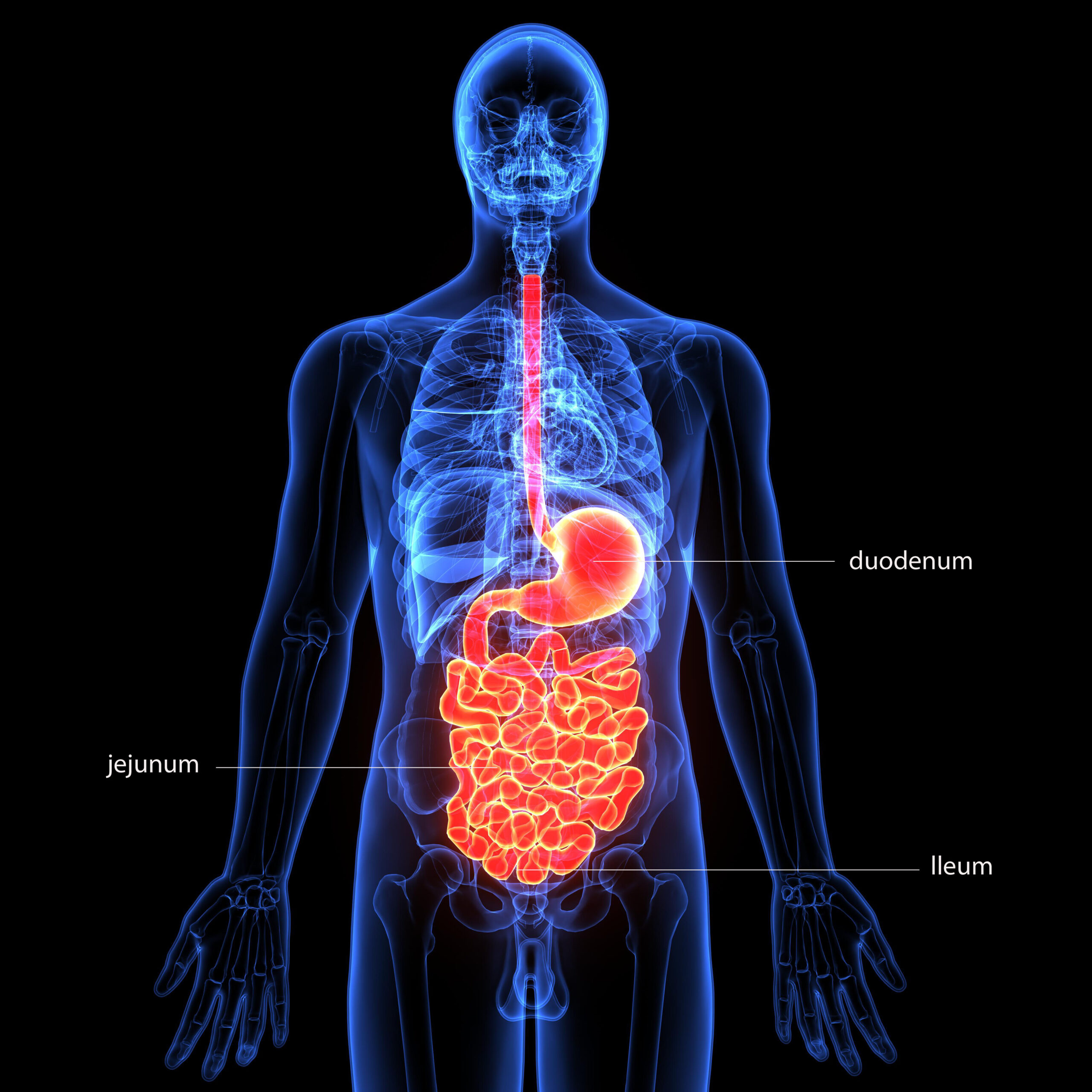Digestive Care